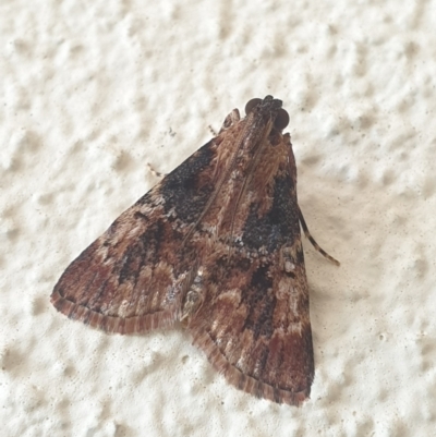 Orthaga thyrisalis (Teatree Web Moth) at Turner, ACT - 27 Mar 2022 by LD12