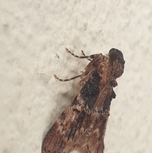 Orthaga thyrisalis at Turner, ACT - 28 Mar 2022 09:56 AM