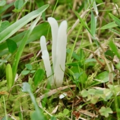 Clavaria fragilis group (Brittle Club) at Moruya, NSW - 27 Mar 2022 by LisaH