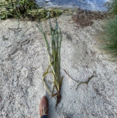 Unidentified Other Fresh Water Plant at Beechworth, VIC - 27 Mar 2022 by Sam73