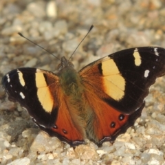 Vanessa itea (Yellow Admiral) at Paddys River, ACT - 30 Nov 2021 by MichaelBedingfield