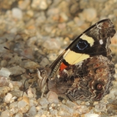 Vanessa itea at Paddys River, ACT - 30 Nov 2021 04:57 PM