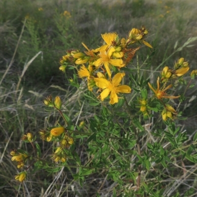 Hypericum perforatum (St John's Wort) at Paddys River, ACT - 30 Nov 2021 by michaelb