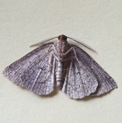 Amelora (genus) at Turner, ACT - 28 Mar 2022