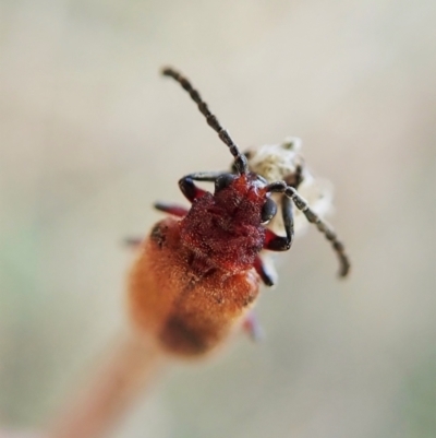 Poneridia macdonaldi (Leaf beetle) at Cook, ACT - 25 Mar 2022 by CathB