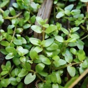 Elatine gratioloides at Cook, ACT - 25 Mar 2022