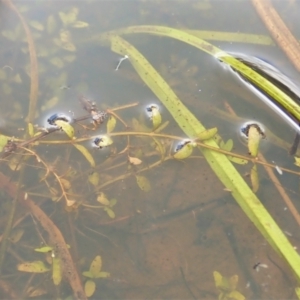 Elatine gratioloides at Cook, ACT - 25 Mar 2022