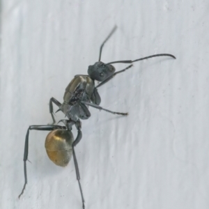 Polyrhachis ammon at Googong, NSW - 25 Mar 2022 04:05 PM