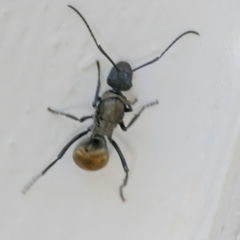 Polyrhachis ammon at Googong, NSW - 25 Mar 2022 04:05 PM