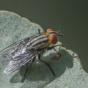 Sarcophagidae (family) at Googong, NSW - 26 Mar 2022 01:41 PM