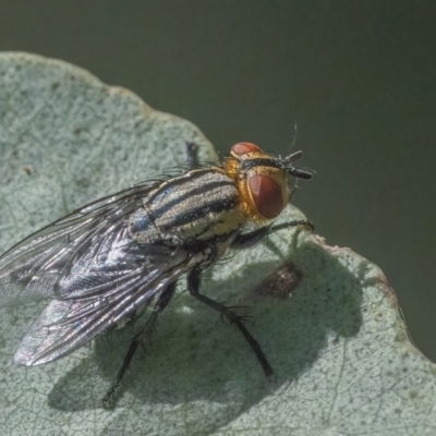 Sarcophagidae sp. (family) (Unidentified flesh fly) at Googong, NSW - 26 Mar 2022 by WHall