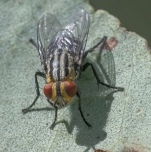 Sarcophagidae sp. (family) at Googong, NSW - 26 Mar 2022