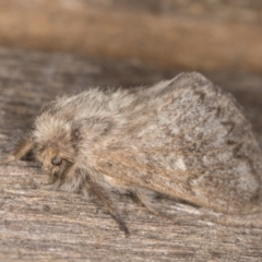 Pernattia pusilla (She-Oak Moth) at Melba, ACT - 26 Jan 2022 by kasiaaus