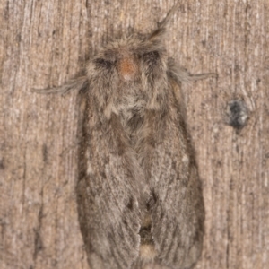 Pernattia pusilla at Melba, ACT - 26 Jan 2022 11:54 PM