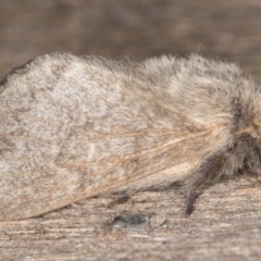 Pernattia pusilla at Melba, ACT - 26 Jan 2022 11:54 PM