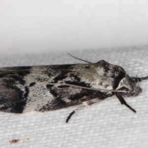 Oenochroa dinosema at Melba, ACT - 26 Jan 2022