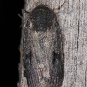 Thoracolopha undescribed species MoV6 at Melba, ACT - 26 Jan 2022 10:08 PM