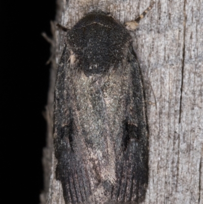 Thoracolopha undescribed species MoV6 at Melba, ACT - 26 Jan 2022 by kasiaaus