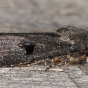 Thoracolopha undescribed species MoV6 at Melba, ACT - 26 Jan 2022 10:08 PM