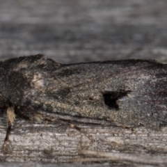 Thoracolopha undescribed species MoV6 at Melba, ACT - 26 Jan 2022 10:08 PM