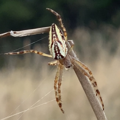 Plebs bradleyi (Enamelled spider) at Nanima, NSW - 28 Mar 2022 by 81mv