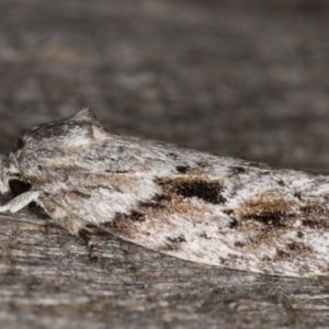 Agriophara confertella at Melba, ACT - 26 Jan 2022