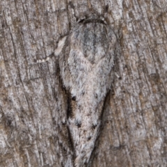 Agriophara confertella at Melba, ACT - 26 Jan 2022