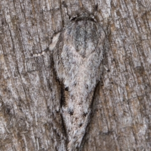 Agriophara confertella at Melba, ACT - 26 Jan 2022 11:55 PM