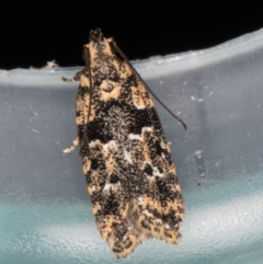 Ardozyga sodalisella (A Gelechioid moth) at Melba, ACT - 26 Jan 2022 by kasiaaus