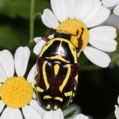 Eupoecila australasiae (Fiddler Beetle) at Melba, ACT - 26 Jan 2022 by kasiaaus