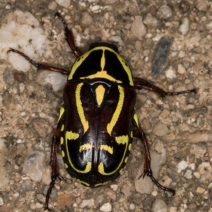 Eupoecila australasiae at Melba, ACT - 26 Jan 2022