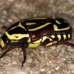 Eupoecila australasiae at Melba, ACT - 26 Jan 2022