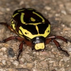 Eupoecila australasiae at Melba, ACT - 26 Jan 2022