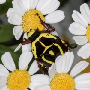 Eupoecila australasiae at Melba, ACT - 26 Jan 2022