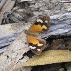Heteronympha merope (Common Brown Butterfly) at Denman Prospect 2 Estate Deferred Area (Block 12) - 27 Mar 2022 by MatthewFrawley