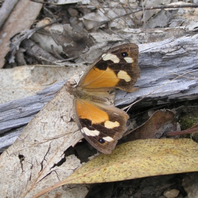 Heteronympha merope (Common Brown Butterfly) at Molonglo Valley, ACT - 27 Mar 2022 by MatthewFrawley
