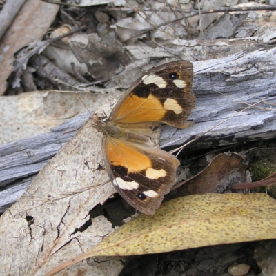 Heteronympha merope (Common Brown Butterfly) at Denman Prospect 2 Estate Deferred Area (Block 12) - 27 Mar 2022 by MatthewFrawley