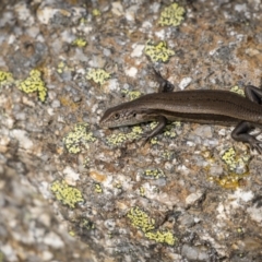 Unidentified Skink at Jagungal Wilderness, NSW - 16 Mar 2022 by trevsci