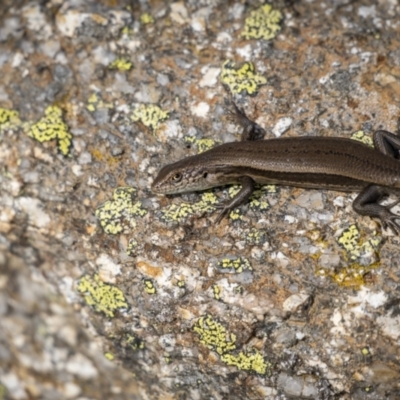 Unidentified Skink at Kosciuszko National Park - 16 Mar 2022 by trevsci