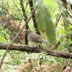 Cinclosoma punctatum (Spotted Quail-thrush) at High Range, NSW - 28 Mar 2022 by Snowflake