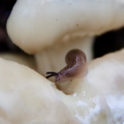 Deroceras sp. (genus) (A Slug or Snail) at Moruya, NSW - 26 Mar 2022 by LisaH
