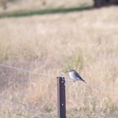 Microeca fascinans (Jacky Winter) at Woomargama, NSW - 27 Mar 2022 by Darcy