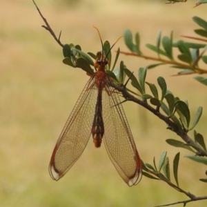 Nymphes myrmeleonoides at Paddys River, ACT - 28 Mar 2022 02:47 PM