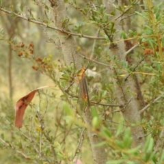 Nymphes myrmeleonoides at Paddys River, ACT - 28 Mar 2022