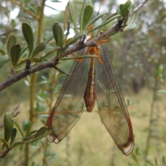 Nymphes myrmeleonoides at Paddys River, ACT - 28 Mar 2022