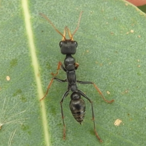 Myrmecia sp., pilosula-group at Kambah, ACT - 28 Mar 2022