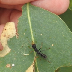 Myrmecia sp., pilosula-group at Kambah, ACT - 28 Mar 2022