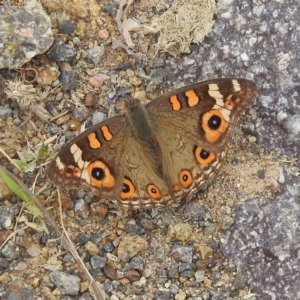 Junonia villida at Paddys River, ACT - 28 Mar 2022 02:52 PM