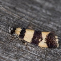 Lichenaula arisema (A Xyloryctine moth) at Melba, ACT - 27 Jan 2022 by kasiaaus