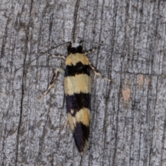 Lichenaula arisema at Melba, ACT - 28 Jan 2022 01:15 AM